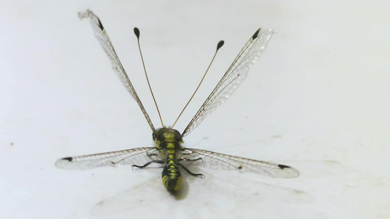 一只受伤的苍蝇坐在白色地板上的特写镜头视频下载