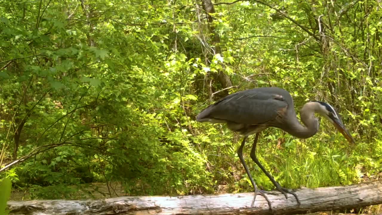 大蓝鹭在横跨农场池塘的木桥上视频下载