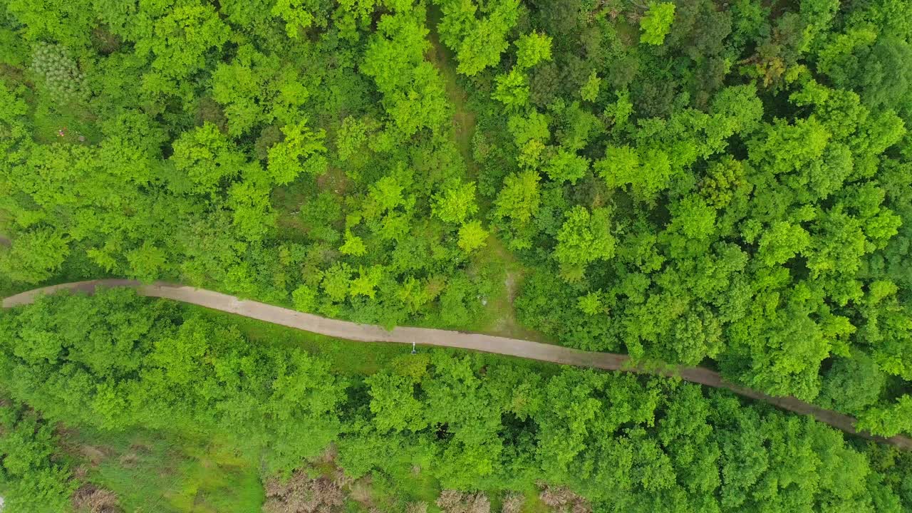 鸟瞰绿色森林中一条蜿蜒的道路视频下载