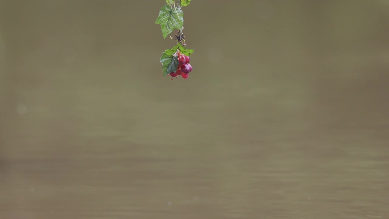 红嘴蓝喜鹊正在抓水果:葡萄视频下载