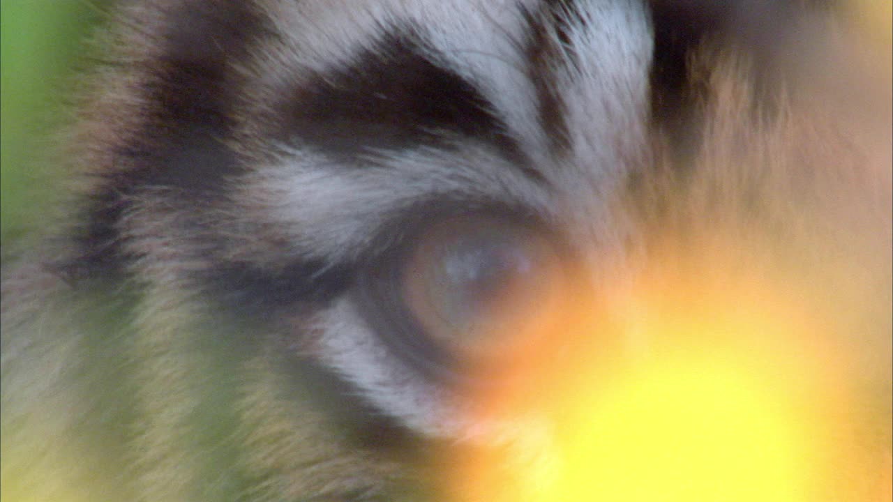 老虎穿过灌木丛看着摄像机的极端特写镜头视频下载