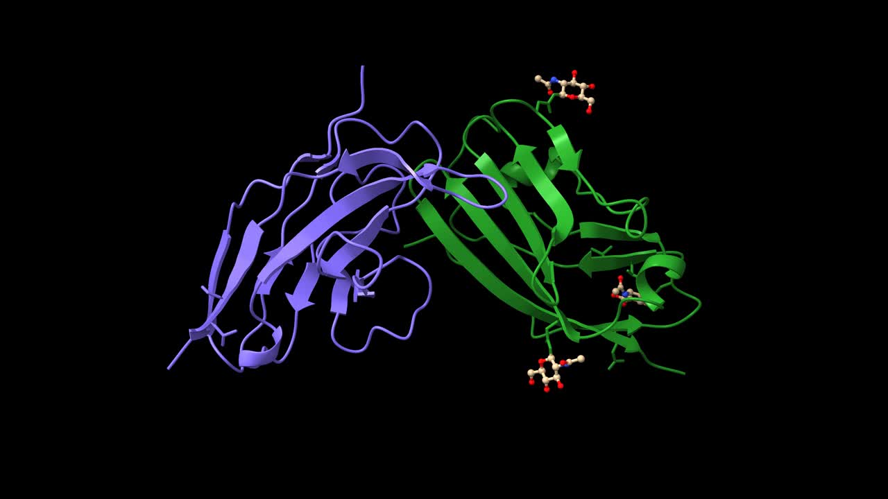 人类CD47(绿色)与人类信号调节蛋白(SIRP)复合物的结构(蓝色)视频素材