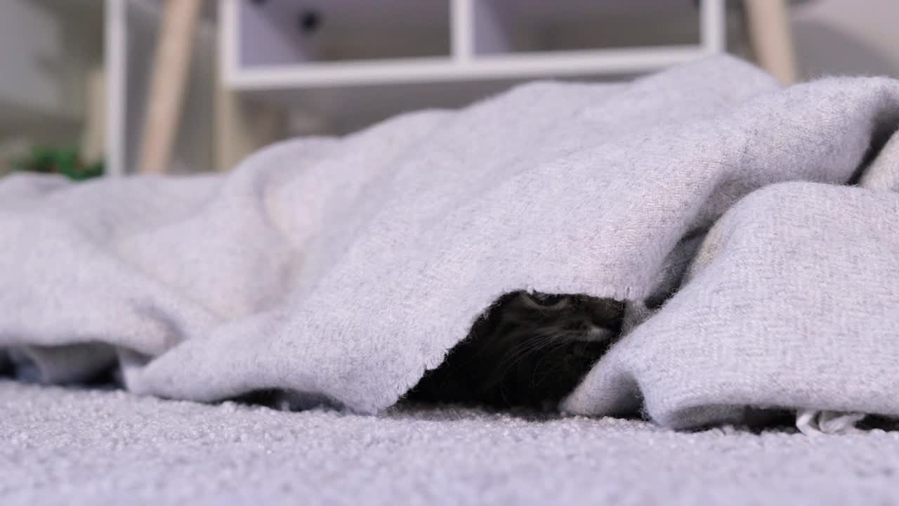 一只灰色的小猫从毯子下面探出头来，对着灰色的背景点头。视频素材