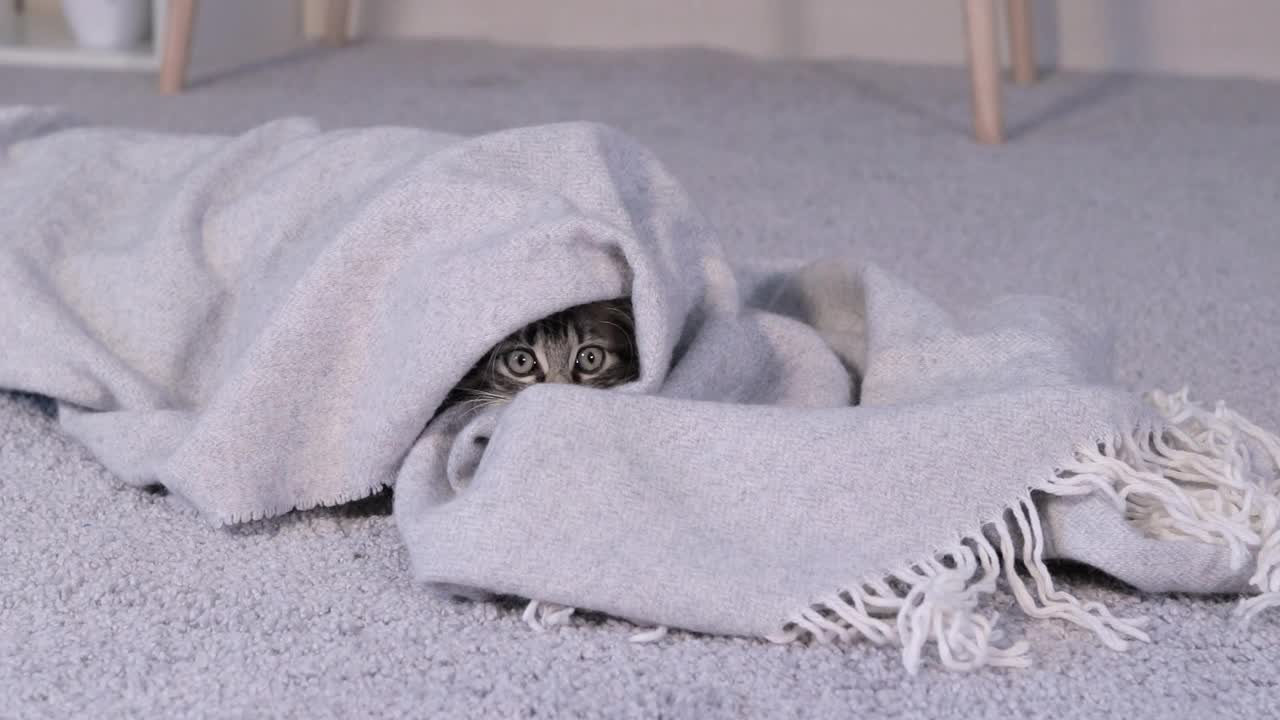 一只灰色的小猫藏在毯子里，伸出一只爪子。视频素材