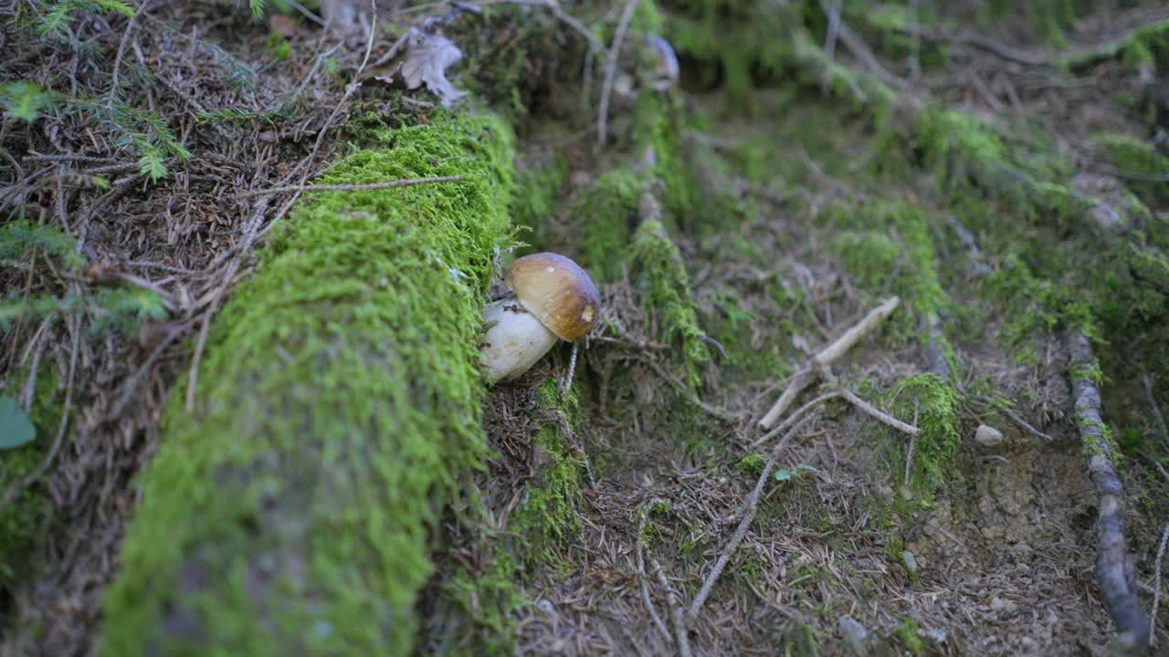 牛肝菌在森林里猎食视频下载