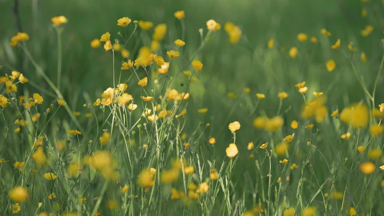 草地上的毛茛和草，特写镜头。视频下载