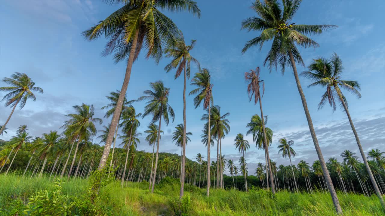 时间流逝，椰子树荒芜的海湾的日落景象视频下载