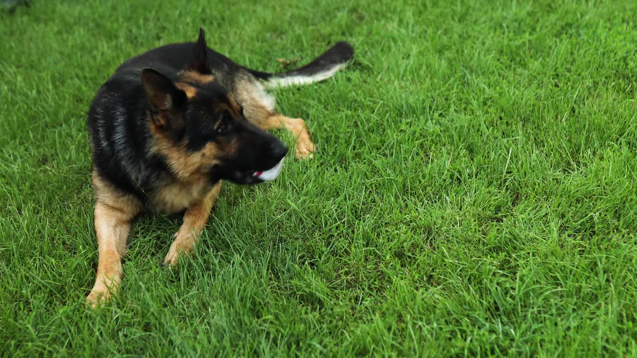 德国牧羊犬，嘴里叼着一个白色的球，躺在草地上视频素材