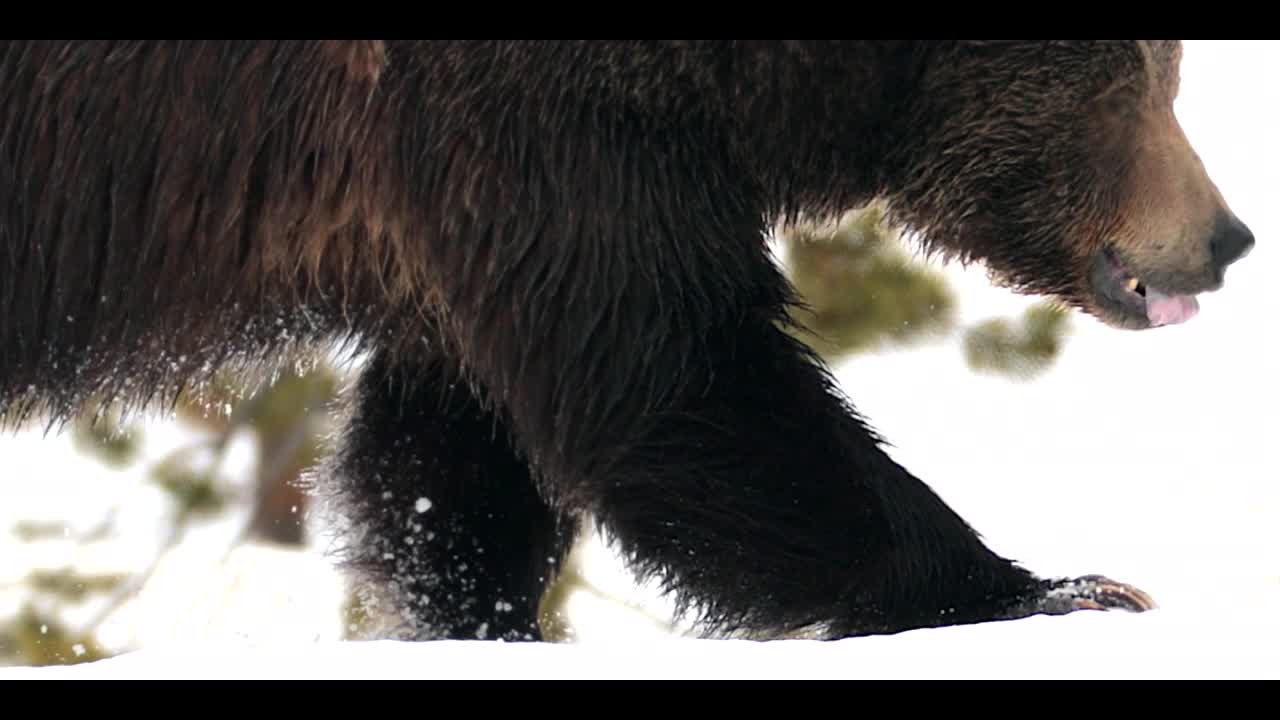 TS 4K特写镜头，一只巨大的雄性灰熊/野猪(Ursus arctos)的爪子和爪子，从暴风雪/雪的冬眠中出来视频下载
