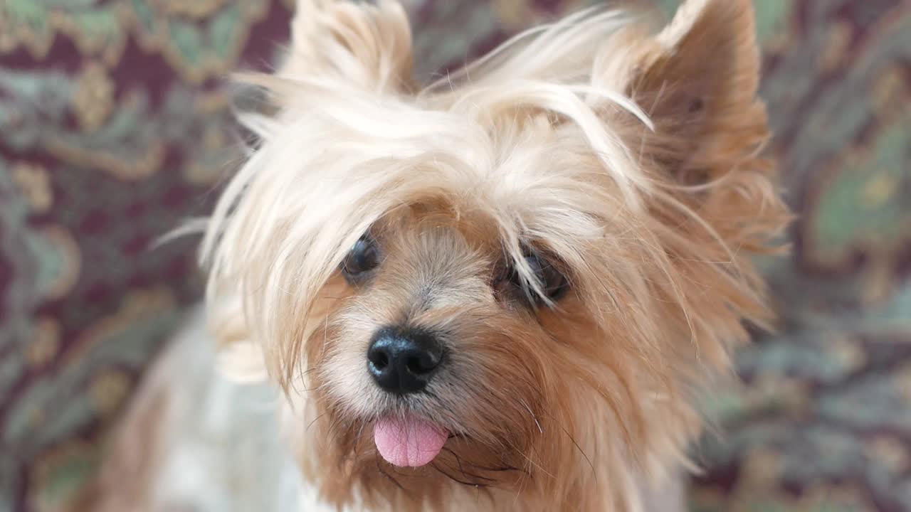可爱的约克夏梗犬品种的肖像。宠物和动物护理主题。棕色的狗在家。选择性聚焦，浅景深视频素材