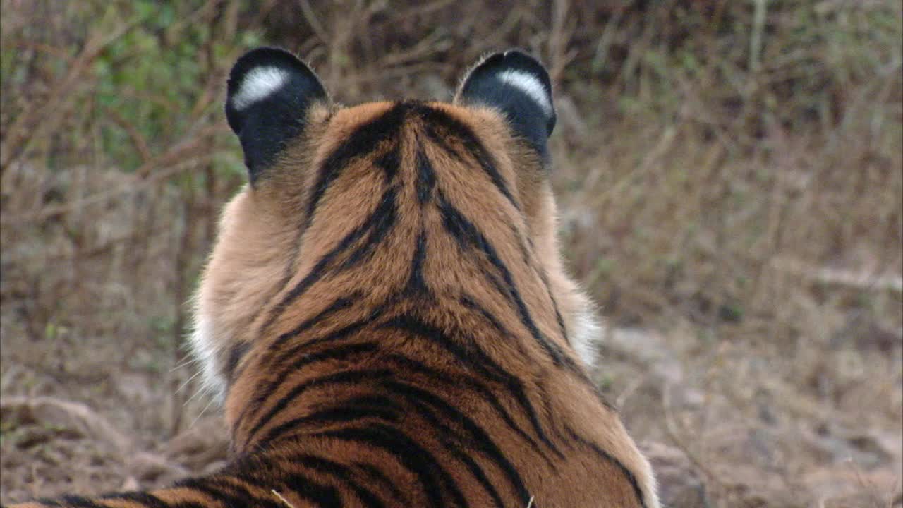 年轻的成年老虎走向灌木丛-后视图/中景视频下载