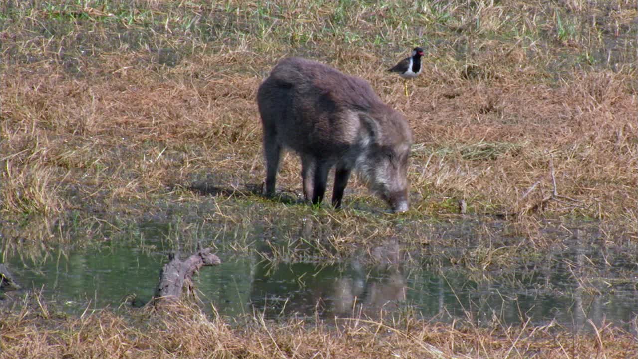 在湿地范围内放牧的野猪视频下载