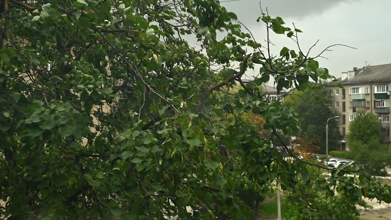 窗外的大风摇动着树枝视频素材