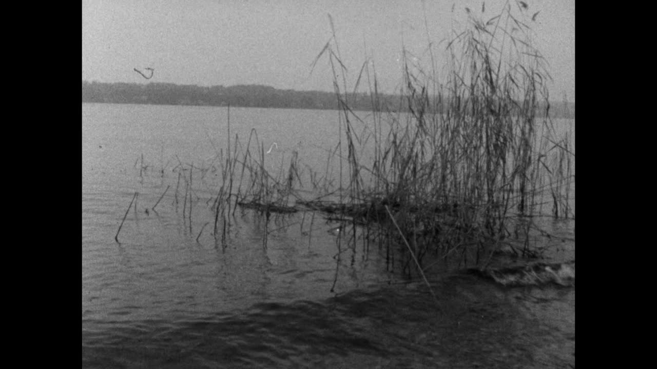 在巴伐利亚州的斯塔恩伯格湖边缘的大气芦苇;1964视频下载