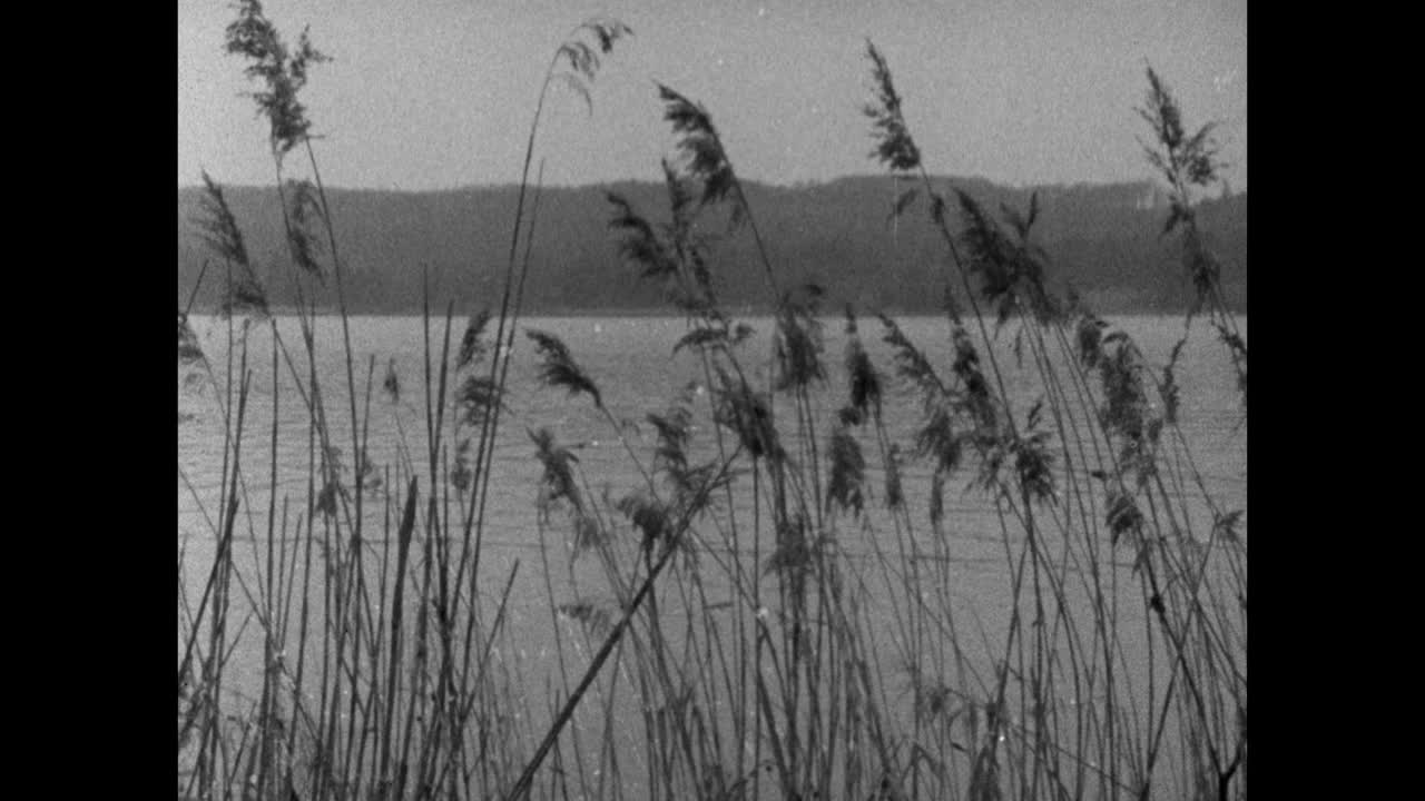在巴伐利亚州的施塔恩伯格湖的芦苇和地平线;1964视频下载