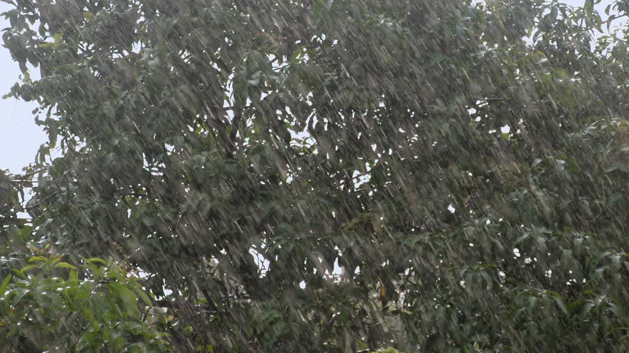 雨落在绿树上背景慢动作视频下载