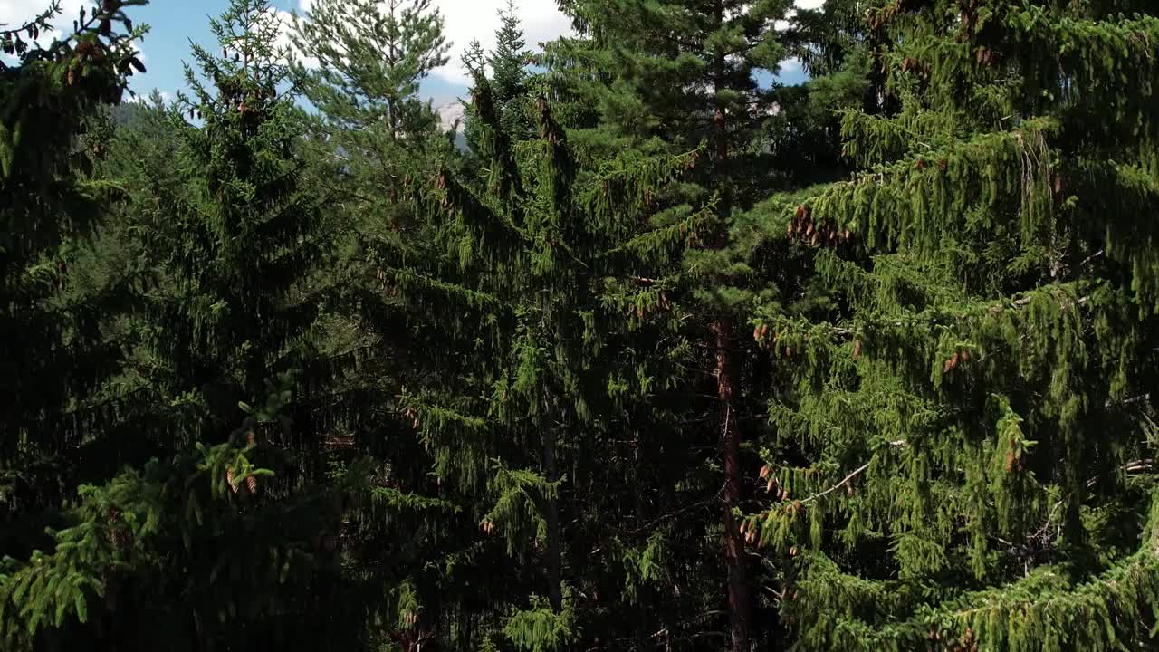 无人机飞过松树林视频下载