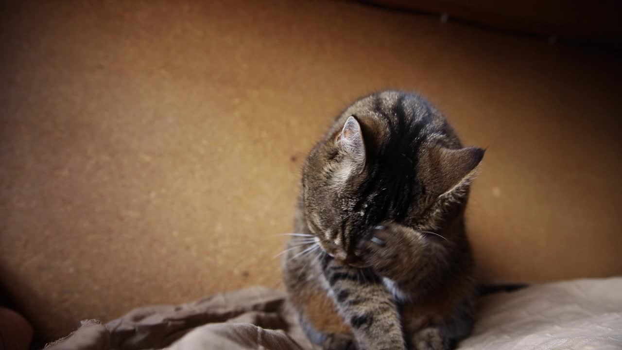 有趣的肖像傲慢的短毛家猫洗脸舔爪子在深棕色的背景。小猫在室内玩耍休息。宠物护理和动物生活理念视频素材
