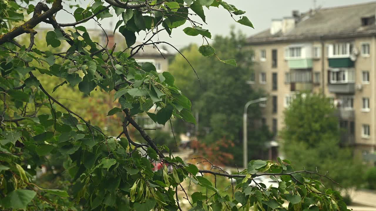 窗外，长着绿叶的树枝随风摆动视频素材