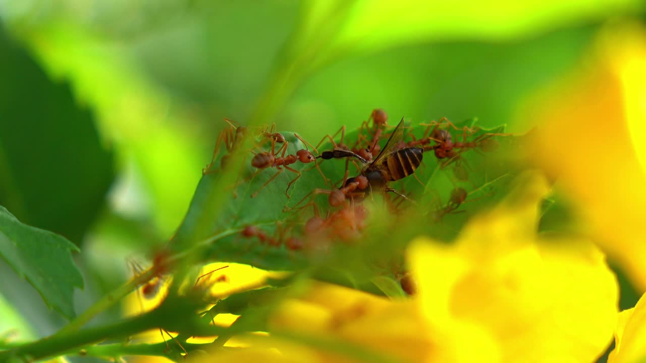 蚂蚁工作美丽的黄色花朵在夏天的时间。视频素材