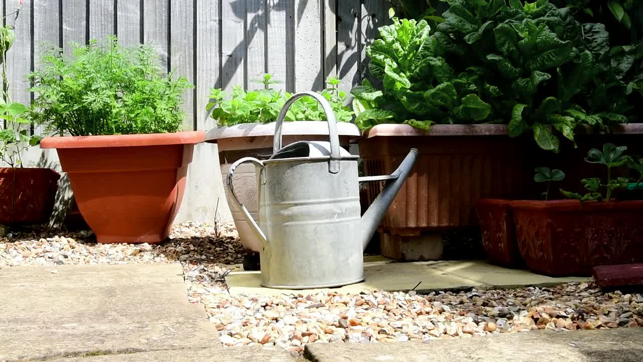 把花园里的盆花移到高处视频下载