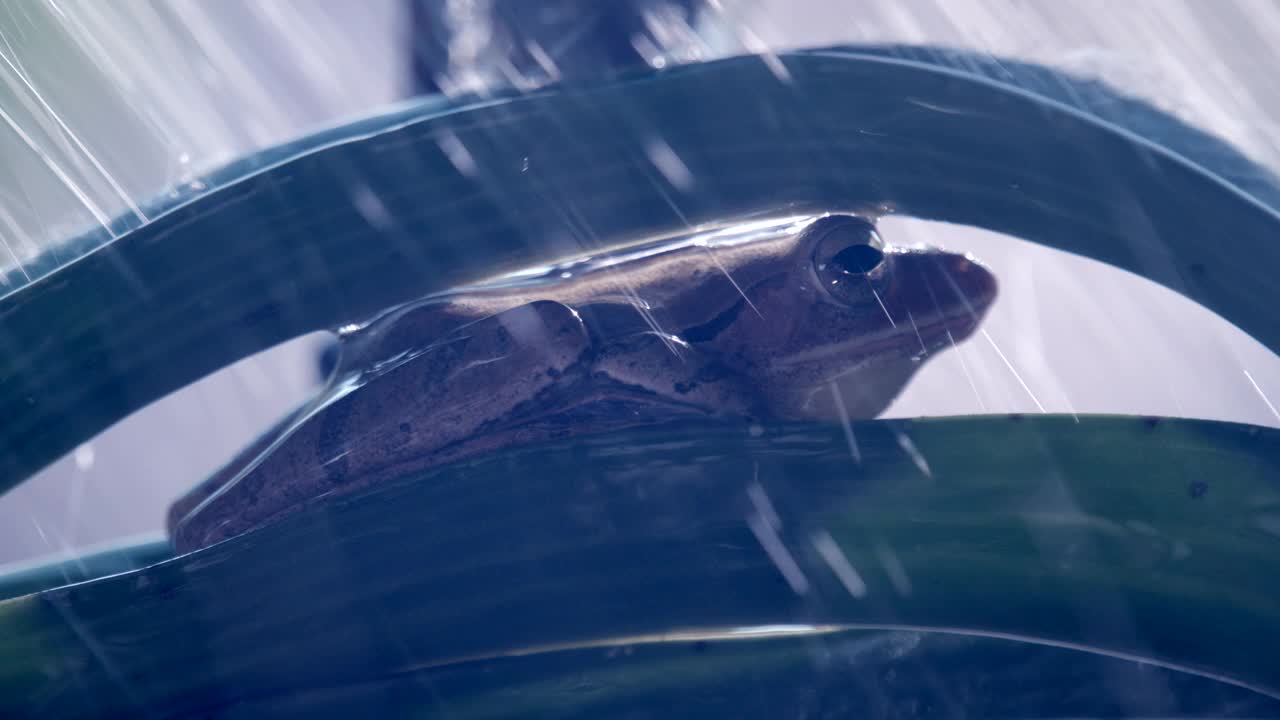 青蛙在兰花淋浴慢动作视频素材