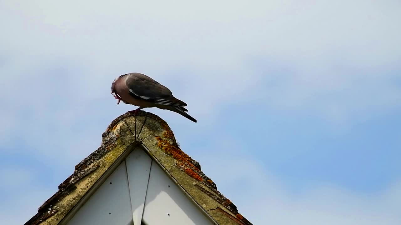 鸽子痒痒地站在屋顶上视频下载