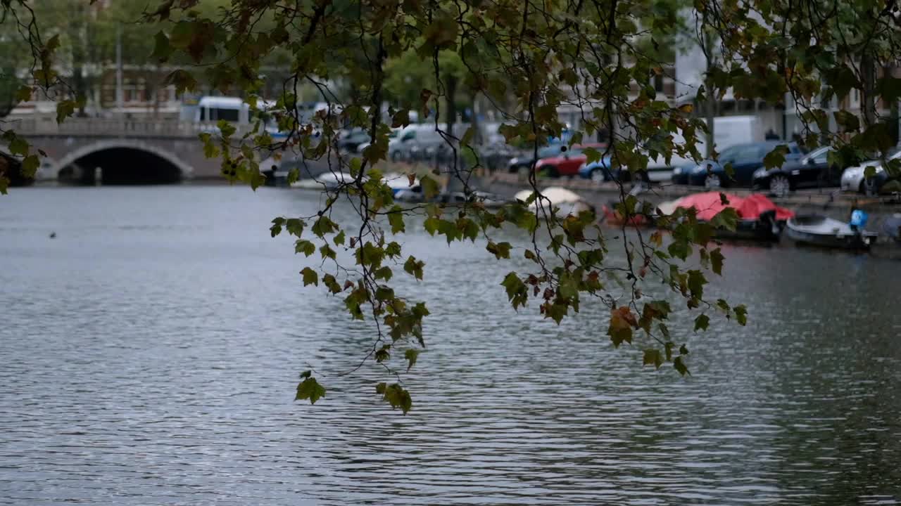 荷兰阿姆斯特丹运河树叶子超级慢动作视频素材