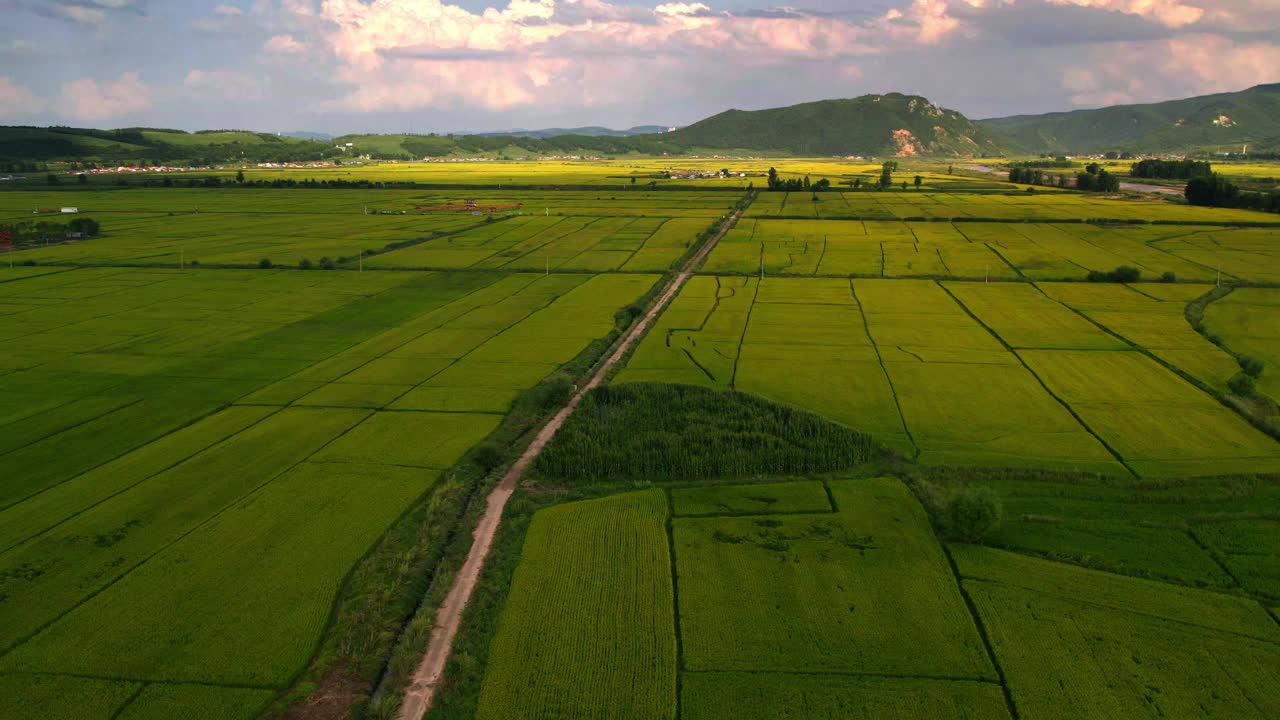 鸟瞰图的水稻谷物种植区视频下载