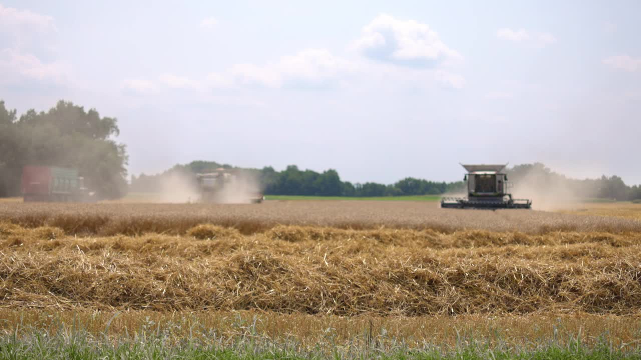 收割麦田里的小麦视频下载