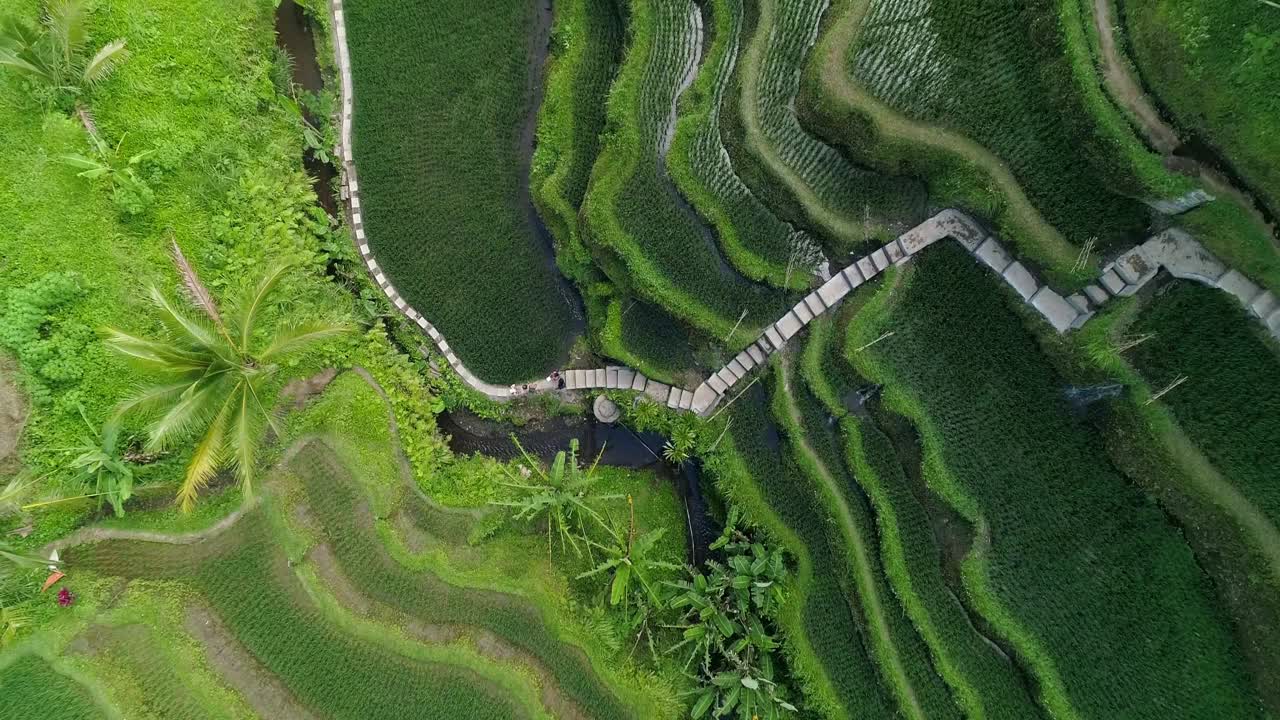 印尼巴厘岛Tegallalang水稻梯田的航拍- 4K无人机视频下载