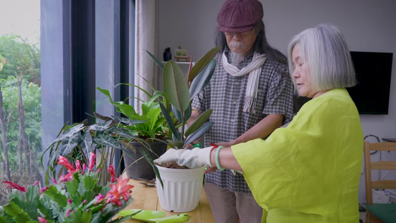 亚洲老夫妇喜欢在家照顾室内植物花园视频下载