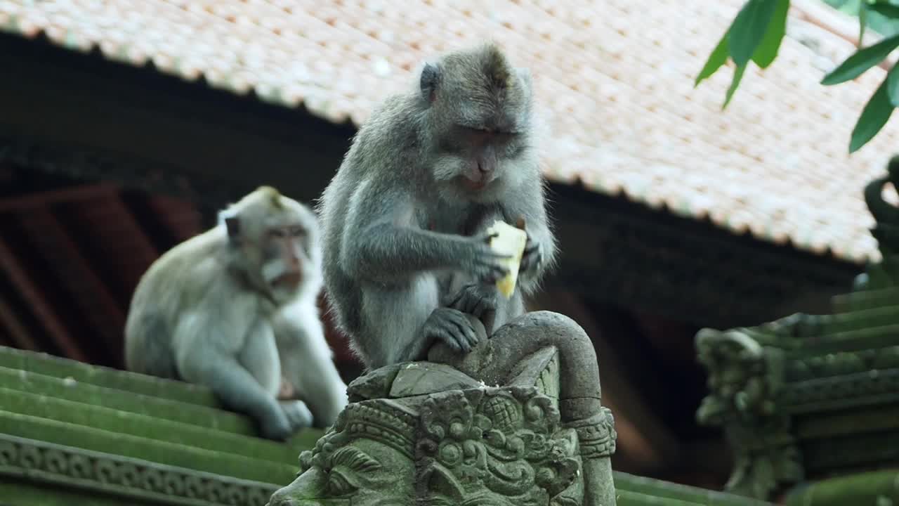 猕猴在寺庙墙上吃红薯视频素材