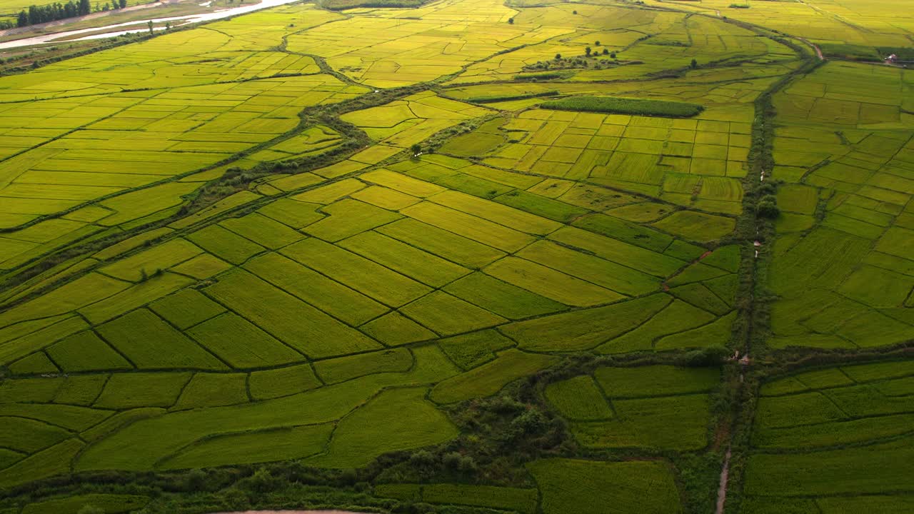 鸟瞰图的水稻谷物种植区视频下载
