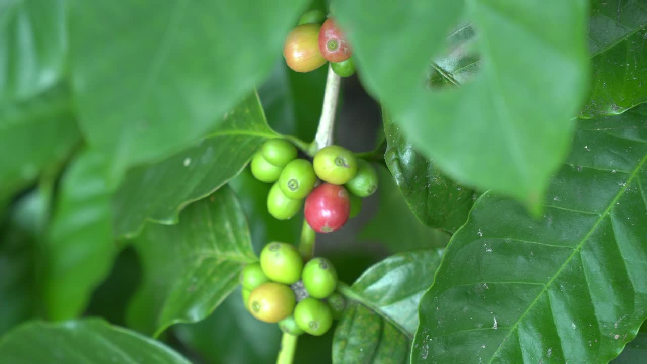 风中的生咖啡豆视频素材