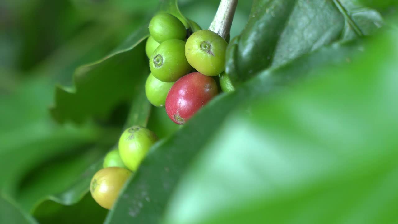 风中的生咖啡豆视频素材