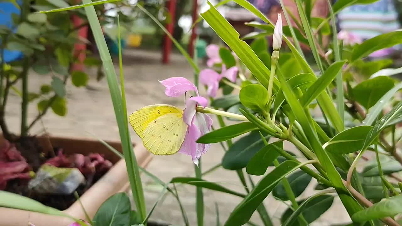 美丽的黄色蝴蝶正在吃东西/吮吸蜂蜜，坐在花园里的一朵粉红色的小花上视频素材