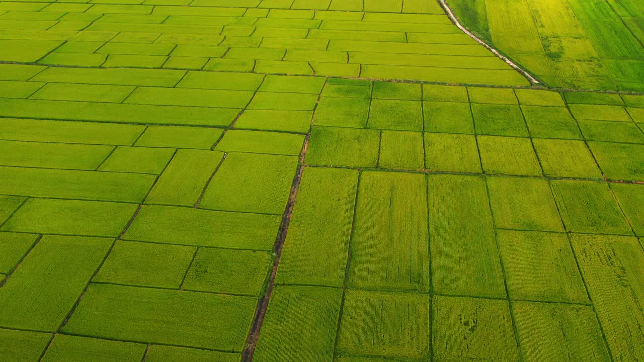 鸟瞰图的水稻谷物种植区视频素材