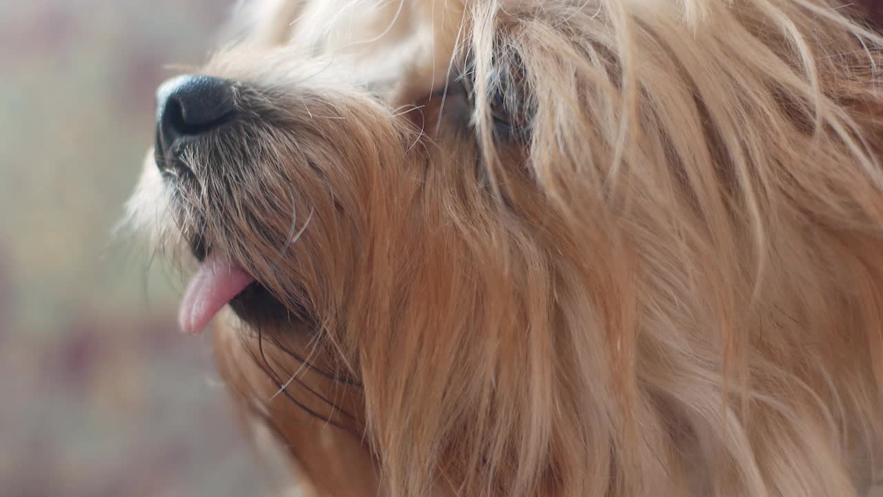 近距离拍摄的可爱的约克希尔梗犬品种与突出的舌头。宠物狗的主题。可爱的小狗小狗。选择性聚焦，浅景深视频素材