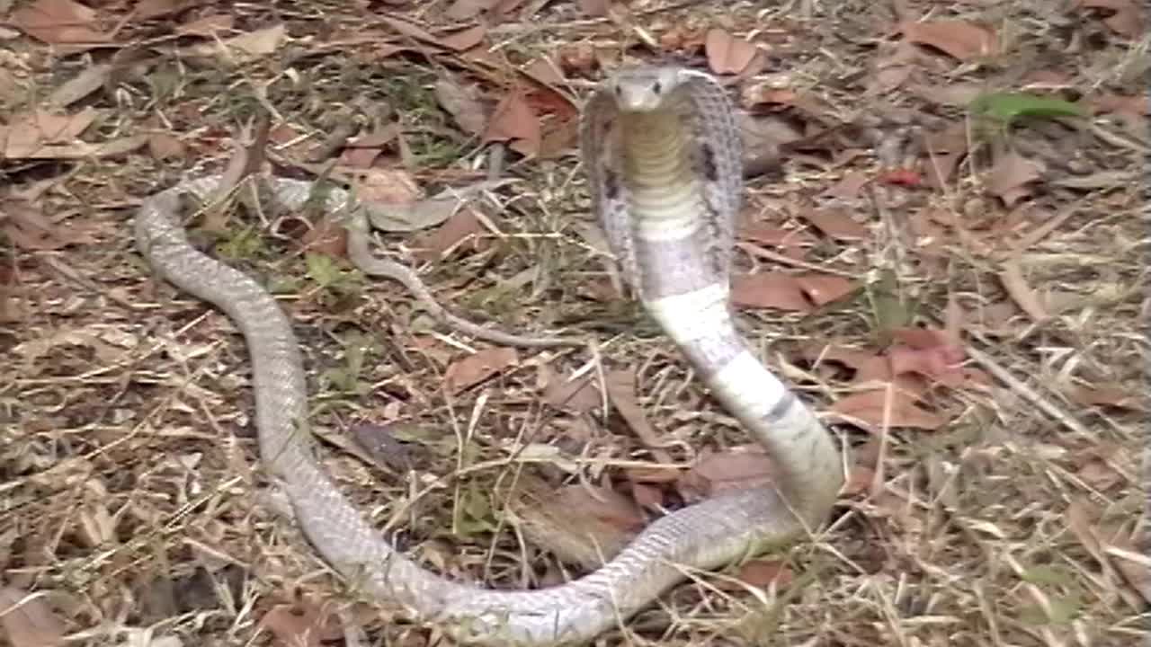 蛇眼镜蛇视频下载