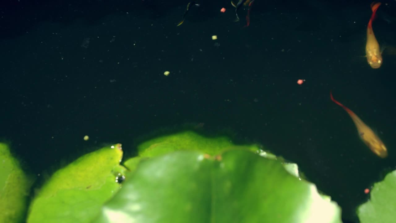 美丽的孔雀鱼正在吃漂浮在水面上的小颗粒。视频素材