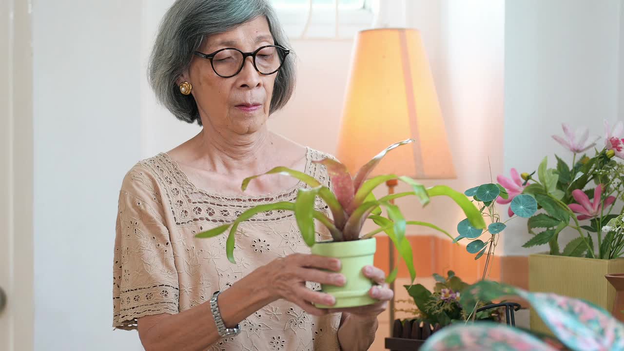 老妇人在家里种植盆栽植物视频下载