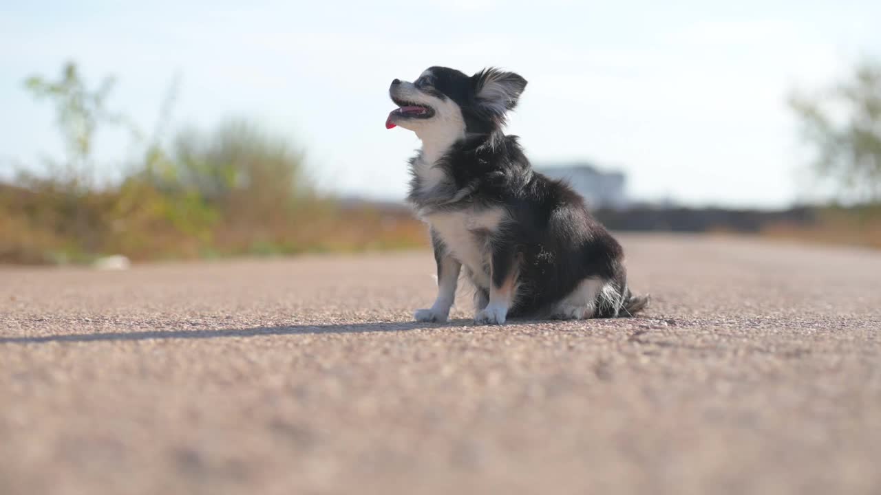 在户外训练活动中，黑白吉娃娃宠物狗按顺序坐在柏油路上或躺下视频下载