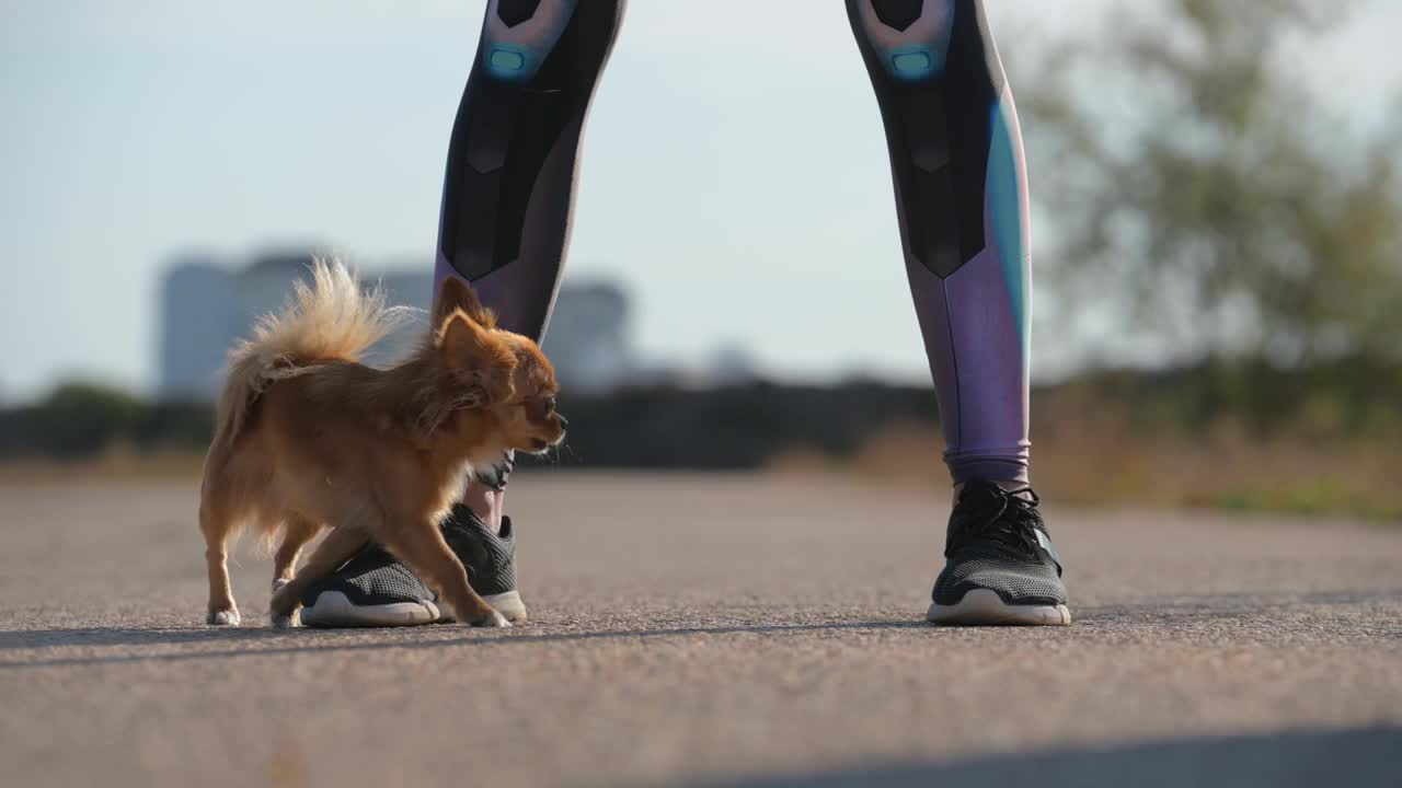 小吉娃娃狗的服从休闲活动之间的女性腿在运动鞋在户外训练技巧与噪音文物视频下载