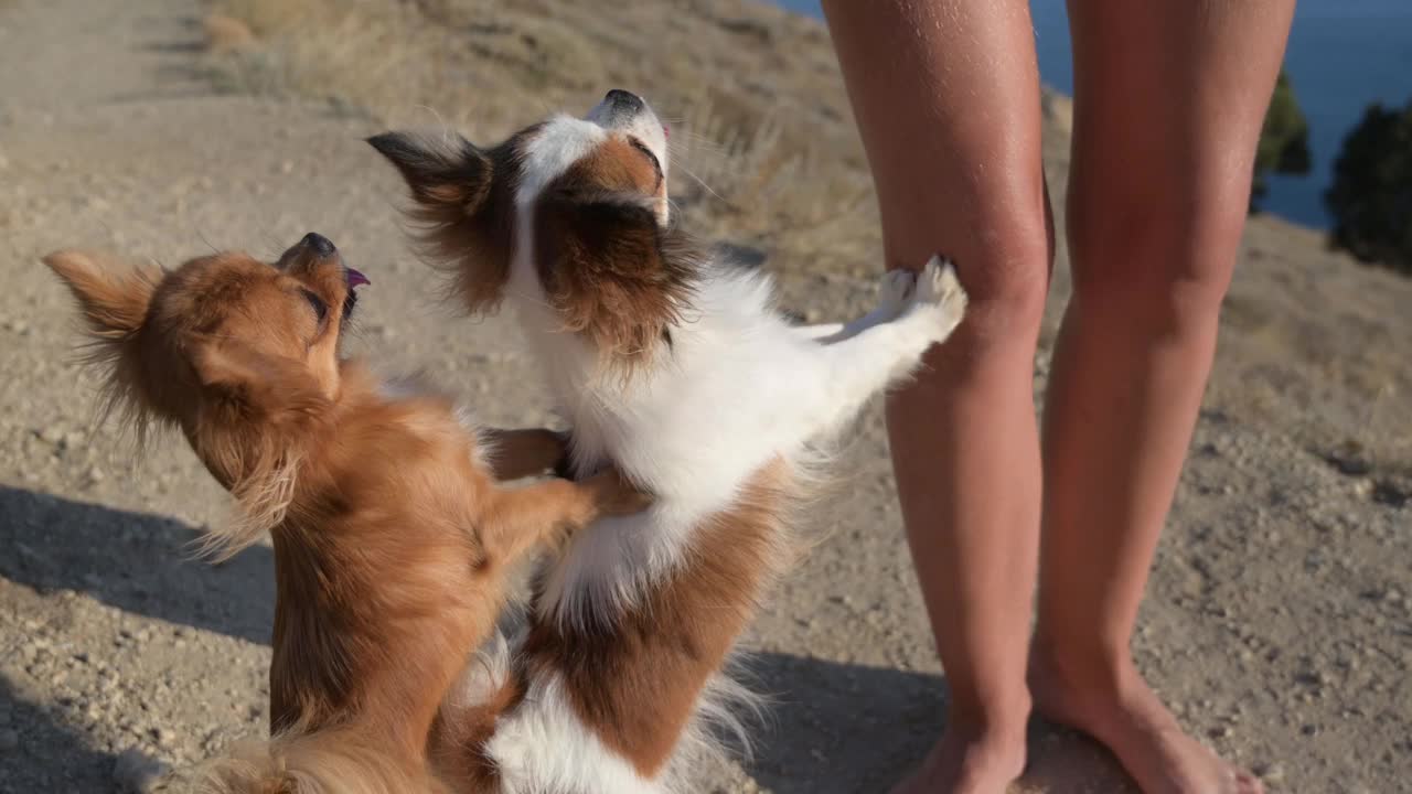 两只小狗吉娃娃的服从犬训练，它们靠在女主人的腿上，向上看视频下载