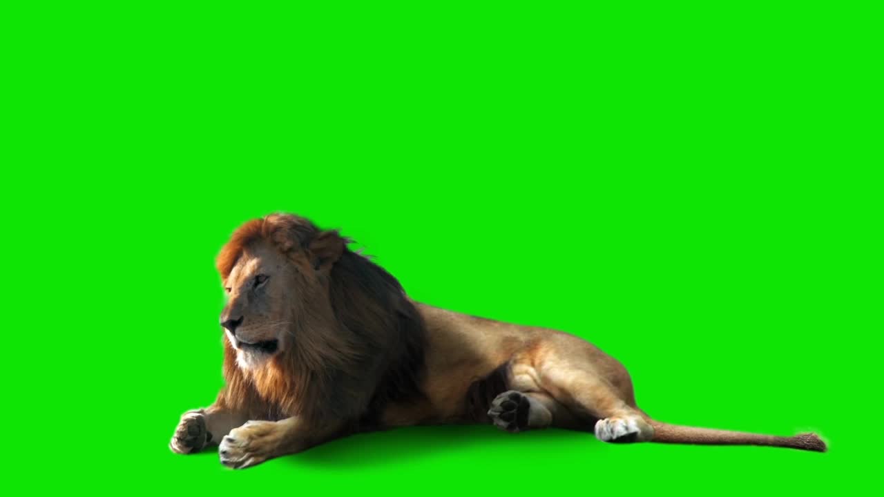 狮子在绿屏上四处张望视频下载
