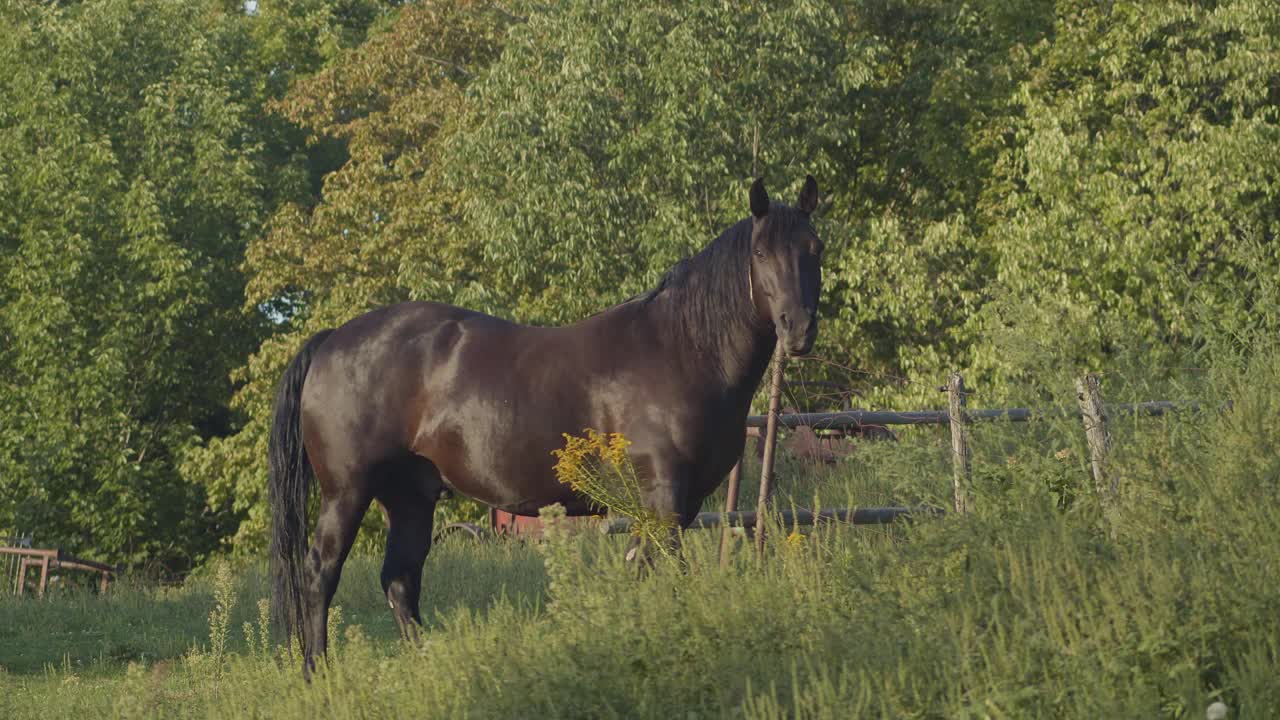 乡村深褐色马农场纯种马驰骋乡村马术景观视频素材