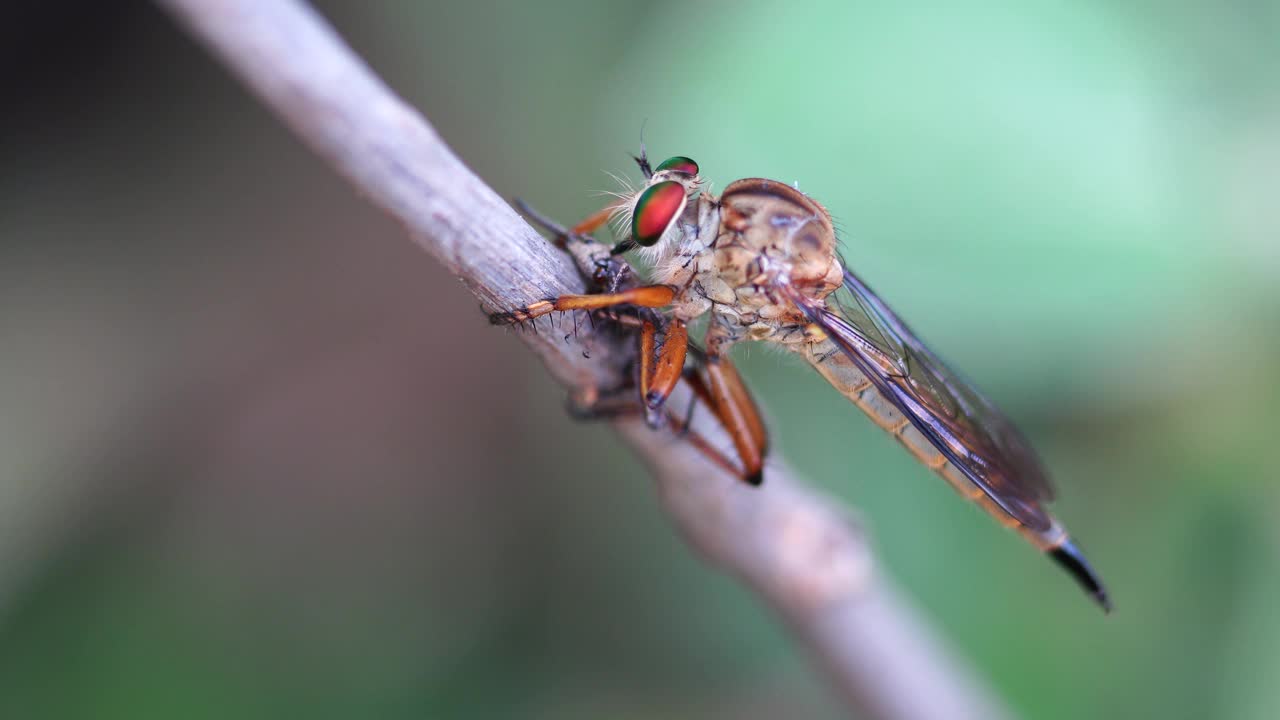 一个飞贼栖息在树枝上吃猎物，微距照片视频素材