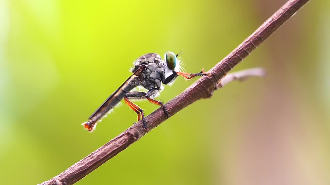 一个飞贼停在树枝上，微距摄影，视频素材