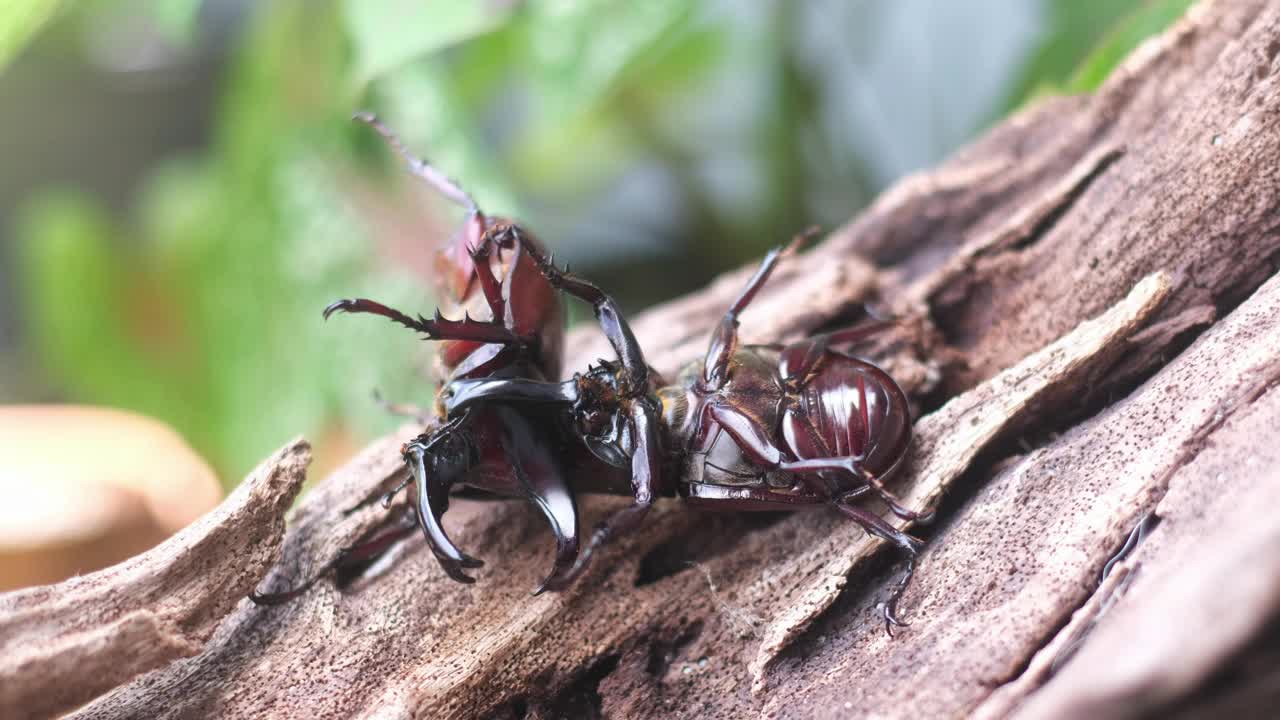 雄性甲虫在交配季节为争夺雌性而战斗。视频下载